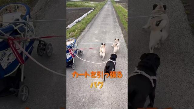 カートを引っ張るパグ#shorts #pug #dog