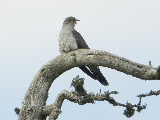 Käki kukkuu mäellä. Cuckoo calling on the hill.