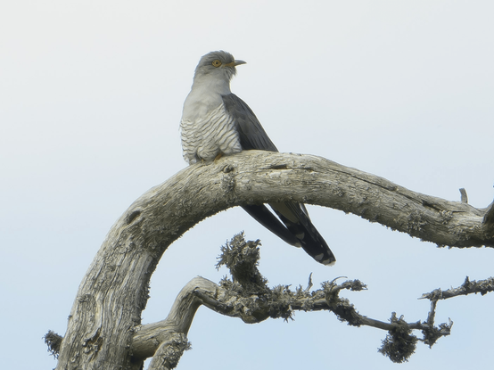 Käki kukkuu mäellä. Cuckoo calling on the hill.