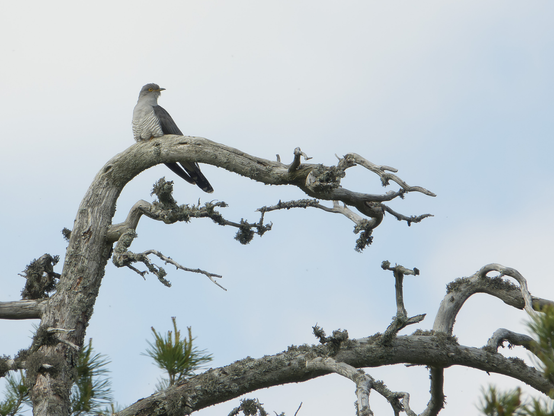 Käki kukkuu mäellä. Cuckoo calling on the hill.