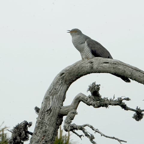 Käki kukkuu mäellä. Cuckoo calling on the hill.
