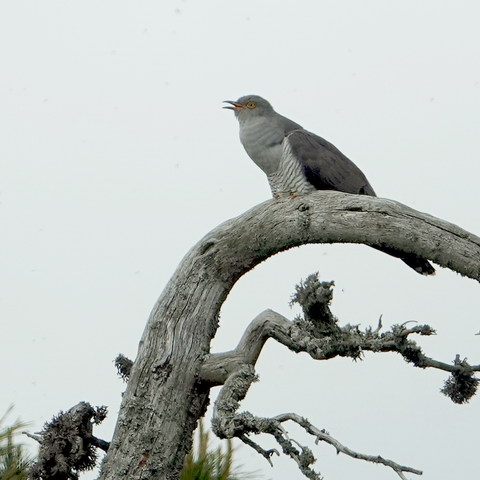 Käki kukkuu mäellä. Cuckoo calling on the hill.