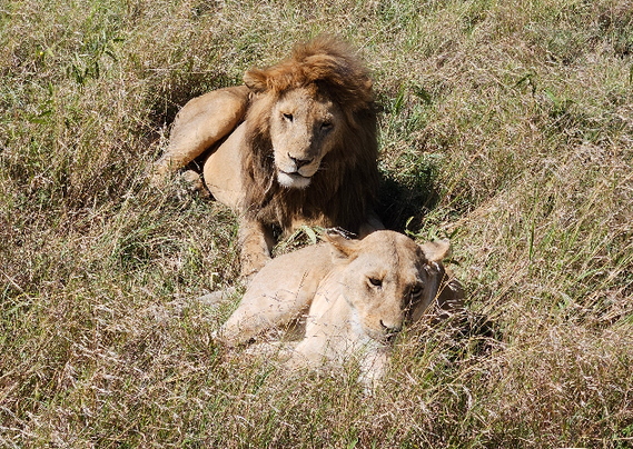couple of lions