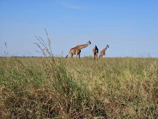 three giraffes in the sabana