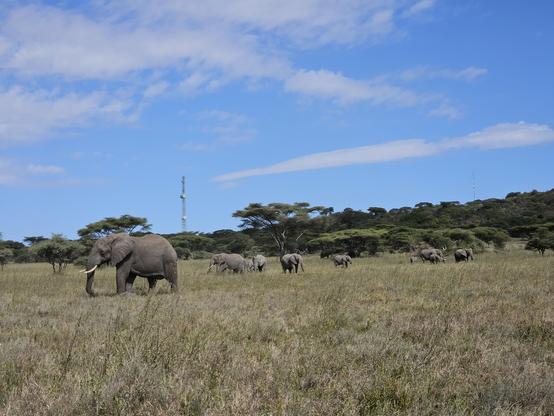 family of elephants