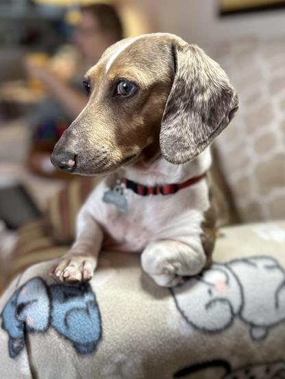 glamorous dachshund