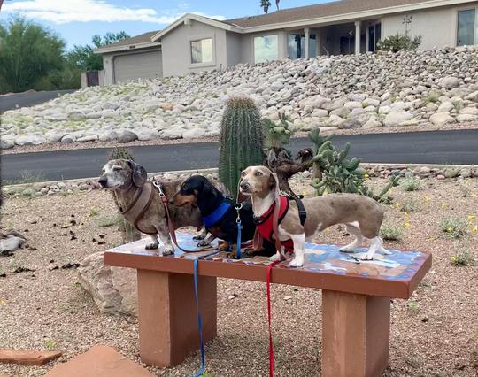 three dachshunds on a bench