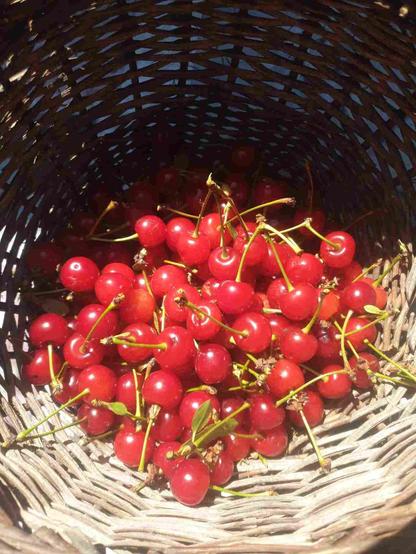 Cerises type griottes dans un vieux panier en osier fabriqué par des yéniches d'Alsace.