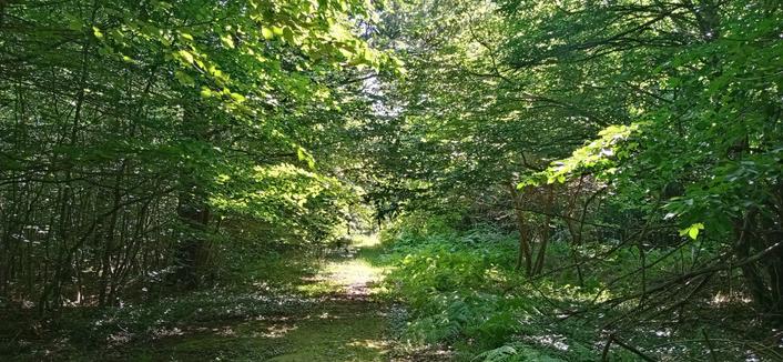Un petit chemin en forêt