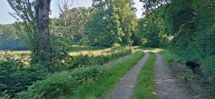 Un chemin le long d'un pré
