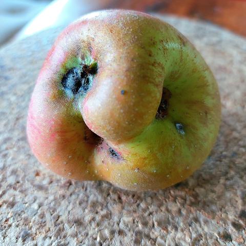 Closeup of a strangely shaped apple on a grey background. It's actually two apples that have grown into each other. The resulting shape makes the fruit look like a grumpy face.
🇩🇪 Closeup eines seltsam geformten Apfels auf grauem Untergrund. Es sind eigentlich zwei Äpfel, die ineinander gewachsen sind. Die so entstandene Form lässt die Frucht wie ein grantiges Gesicht aussehen.  //