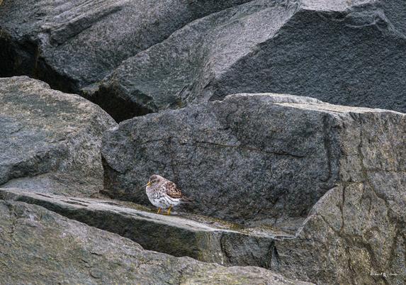 Close-up of a Purple Sandpiper resting on a flat section of jetty rock, feathers fluffed and head slightly tucked against grey stone.