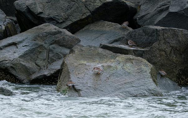 Group of Purple Sandpipers foraging quietly on dark, wet granite boulders at the base of a Cape May jetty, close to the waterline.