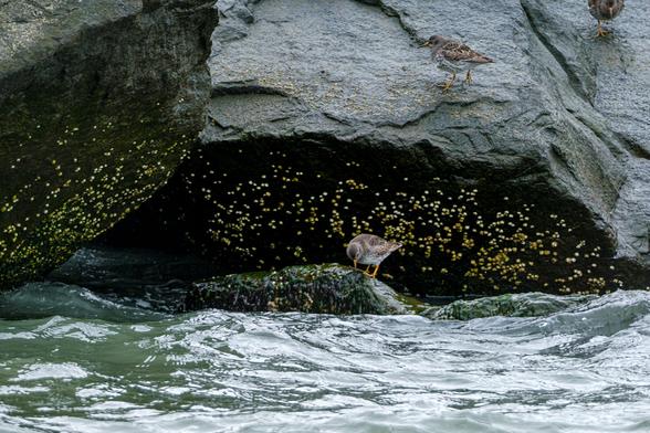 Pair of Purple Sandpipers navigating barnacle-covered boulders along the Cape May jetty, one probing near the surf zone, the other perched above.