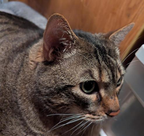 Waffles the three-legged, chonky, tabby cat, staring off into the distance, thinking of important things.