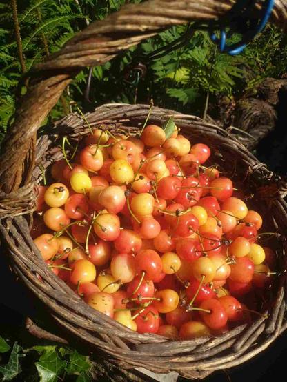 Cerises jaunes-rouges dans un panier