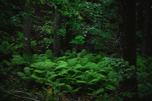 A low key photograph of a large patch of ferns on the forest floor. The ferns are maybe half a meter high.

In the foreground and background a few dark tree trunks can be seen and beyond them the forest floor slopes upwards quite steep. In the background there are also leaves from many different trees