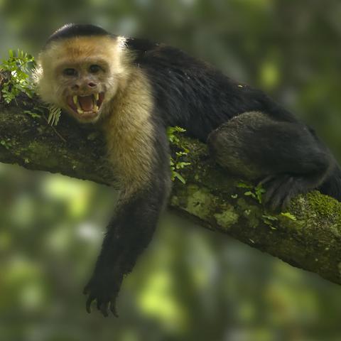 A snarling monkey is hanging off a moss and fern covered branch. The mostly dark monkey has dirty yellowish fur around face and on the arms. This is a Panamanian White-faced Capuchin, although it was actually photographed in Costa Rica. Photo by Peachfront.