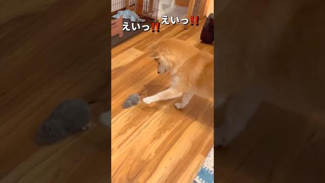 ネズミ退治🐶‼️#柴犬 #チワワ #shorts