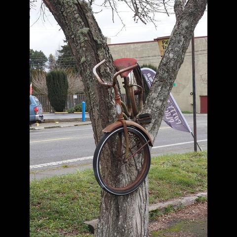 Photo by Neil E. Hodges on March 12, 2021. May be an image of bicycle, outdoors and tree.