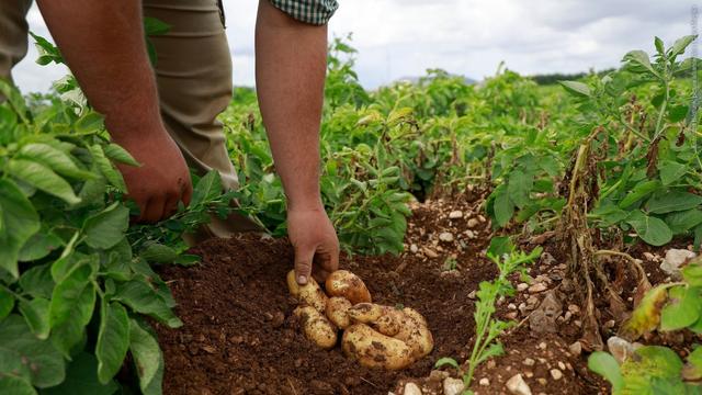 Ein Landwirt beobachtet den Zustand von Kartoffeln auf seinem Feld. Die von Zikaden übertragene Pflanzenkrankheit Stolbur bedroht die Ernte. (Foto: dpa Bildfunk, picture alliance/dpa | Clara Margais)
