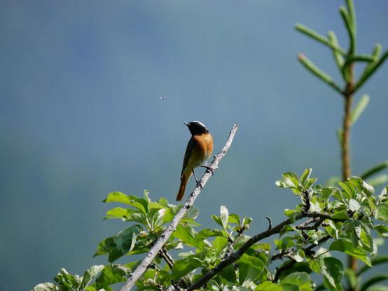 Foto eines kleinen Vogels mit orangem Bauch, schwarzem Kopf und grauem Kopfoberteil, der auf einem dünnen, schrägen Ast steht. Sein Kopf ist nach links oben gedreht, wo soeben ein kleines Insekt vor ihm fliegt.