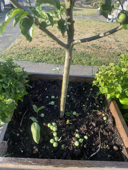 A number of small apples lie at the foot of a small apple tree in a large wood planter box. There are two small hydrangeas on either side of the box. A cement path and front grass yard are in the background.