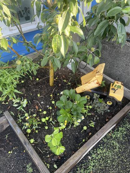 Another apple tree, the blushing delight, with slightly more apples thinned from the tree lying at the base amongst some other small plants and a yellow toy dump truck with its back in dumping position.
