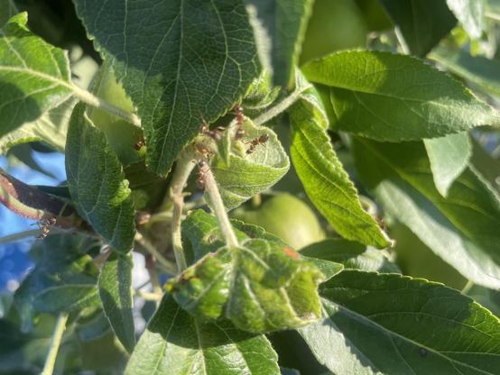 A closeup of some curled apple leaves with ants crawling around them.