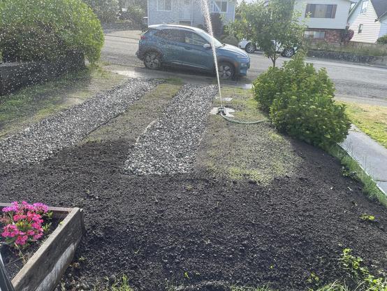 A wide view of the driveway shows a section close to the camera with fresh dirt spread. The large oscillating sprinkler is spraying water up in the air and it is making it “rain” which is gleaming in the low sunlight. There is a car parked on the side of the road at the end of the driveway. A small pink flower bush is in a box at the bottom left.