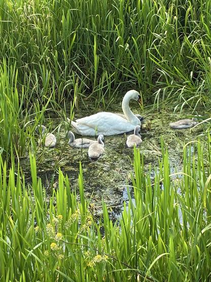Swans and cygnets in the Grantham canal.