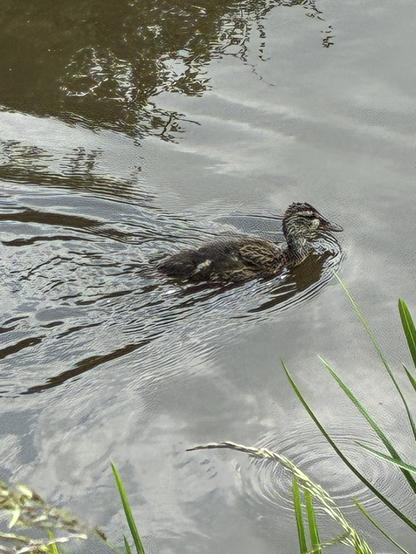 Duckling in the Grantham canal.