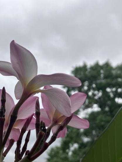 Plumeria blooms set in front of a cloudy rainy day.