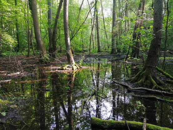 Eine Sumpflandschaft im Wald. Bäume ragen aus dem Wasser. Vereinzelt gibt es Inselchen aus schwarzem Schlamm, auf denen Gras und Moos wächst.