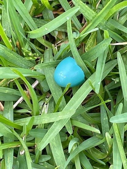 Photograph of half a shell of a robin's egg in the grass.