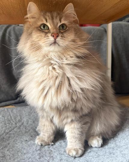 Closeup of a grey Siberian cat sitting in a wool cat bed under a small coffee table. He is looking attentively at something above the frame. His chest fur is still fluffy, although a lot of the volume has been shed. His long white whiskers, however, are wild as ever.