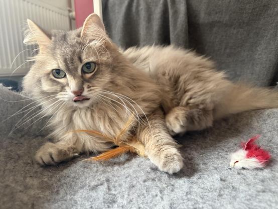 Closeup of a grey Siberian cat lying in a wool cat bed. He has apparently captured the object of his attention (a toy), as he is lying with some feathers sticking out from under his left paw. His tongue is out. His long white whiskers are very prominent.