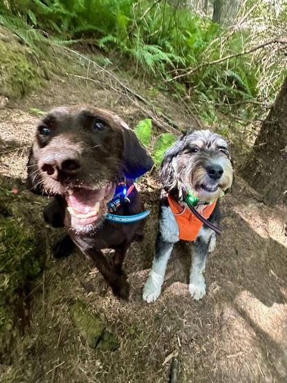 Two happy dogs pose for a picture on a hillside, both with huge cheesy grins.