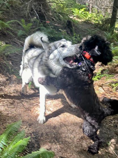 A little dog stands up as tall as she can to wrestle with a much larger dog.
