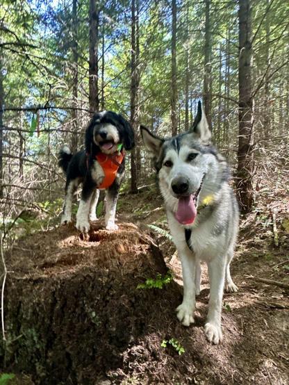On a tree filled slope, two dogs stand and smile side by side, but one of them is shorter and is standing on a tree stump.