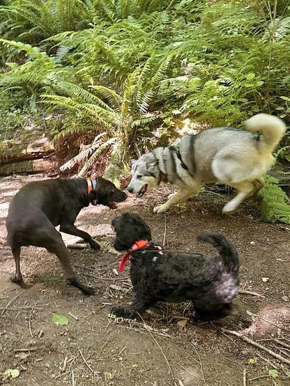 Three dogs chase each other in circles and face off playfully in a dry creek bed surrounded by ferns.