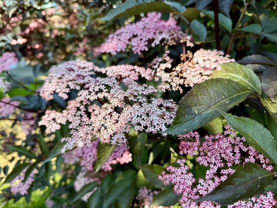 blüten vom roten holunderin rosa-weiss-tönen
