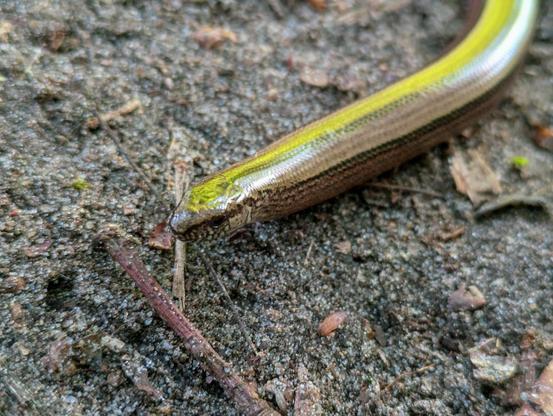 Nahaufnahme einer Blindschleiche auf erdigem Waldboden