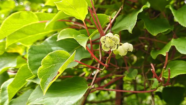 Male kiwi vine Actinidia arguta Weiki : glossy green leaves, bright-red stems and a couple of white blossoms, each with a circle of dark stamens - it almost looks like a crosscut of a kiwi fruit!