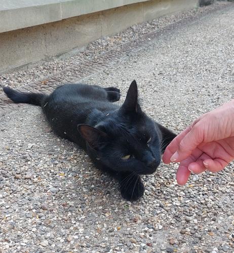 A black cat that maybe isn't called Romeo lying on the path at Pontefract Castle