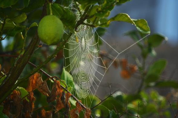 En la imagen vemos una telaraña perfectamente construída entre las hojas y ramas de un limonero. Podemos ver también un limón verde en primer plano, aunque el foco está ahí, sino en el perfecto entramado de hilos de la telaraña, que aparecen en el sedundo plano de la imagen.