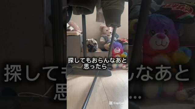 人形化してたパグ爆笑爆笑　#shorts #shortvideo #パグ #犬 #dog #pug #愛犬