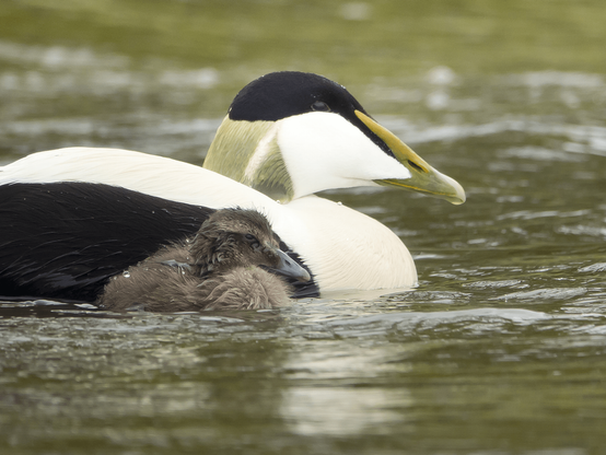 Haahka. Common Eider.