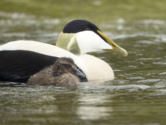 Haahka. Common Eider.