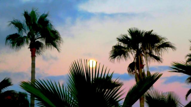 Mondaufgang hinter Palmen
Moonrise behind palm trees